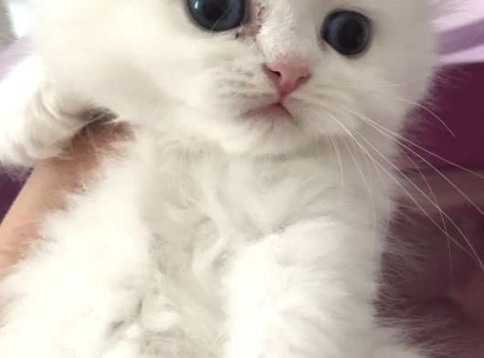 Kar Bey Longhair Yakışıklı