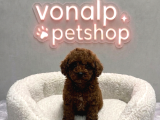 Vonalp Pet Garantisiyle Efsane Güzelli̇kte Toy Poodle