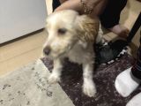 Evimizin Lattesine Yeni Ev Arıyoruz