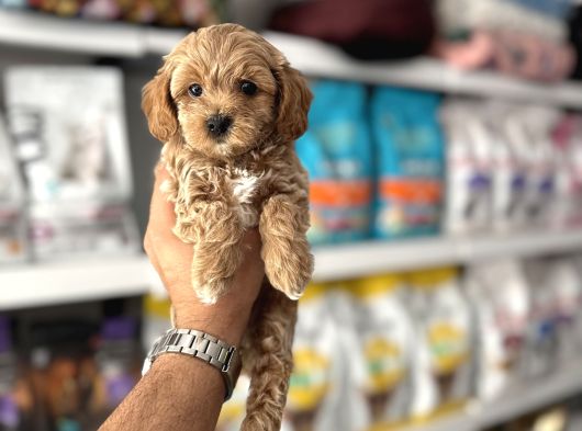 Orji̇nal Malti̇poo Yavulari görsel