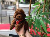 Kore Kan Toy Poodle Yavrularimiz