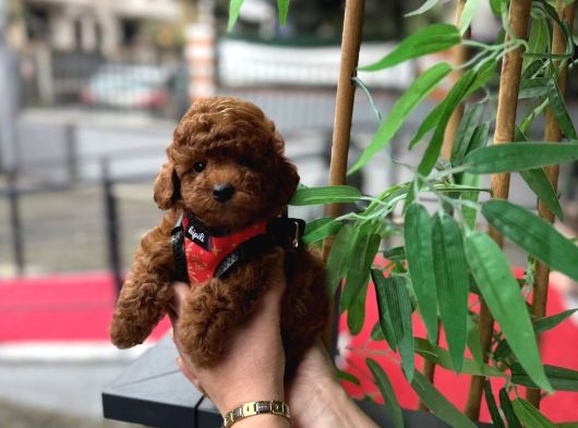 Kore Kan Toy Poodle Yavrularimiz görsel