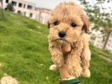 Mikro Teacup Efsane Ayarda Cis Egitimli Ev Bakimli