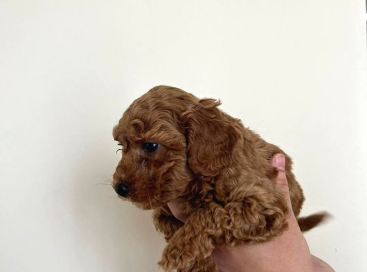 Erekek Red Toypoodle