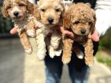 Safkan Maltipoo Bebekler