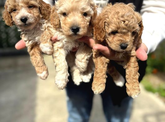 Safkan Maltipoo Bebekler görsel