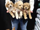Safkan Maltipoo Bebekler