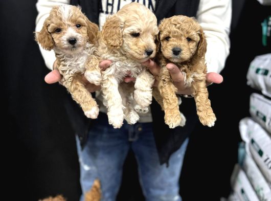 Safkan Maltipoo Bebekler görsel
