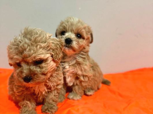 Poodle Ayarında Maltipo