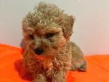 Poodle Ayarında Maltipo