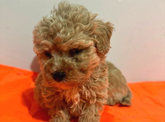 Poodle Ayarında Maltipo görsel