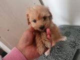 Mini Maltipoo  Yavrumuz Yeni Sahiplerini Arıyor
