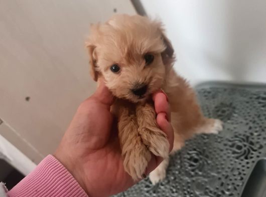 Mini Maltipoo  Yavrumuz Yeni Sahiplerini Arıyor görsel