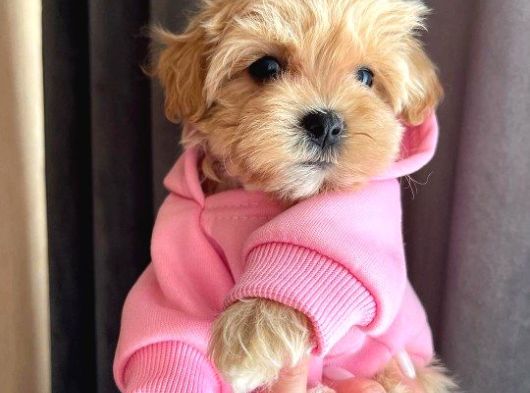Dünya Tatlisi Malti̇poo Yavrulari