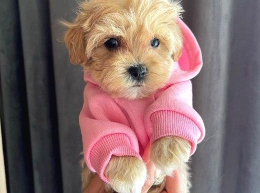 Dünya Tatlisi Malti̇poo Yavrulari görsel