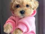 Dünya Tatlisi Malti̇poo Yavrulari