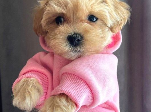 Dünya Tatlisi Malti̇poo Yavrulari görsel