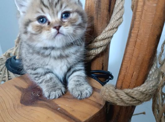 Tatlimi Tatli Bri̇ti̇sh Yavrularimiz Mavi̇ Göz görsel