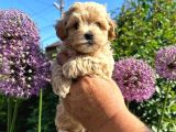 Dünya Tatlisi Malti̇poo Yavrulari