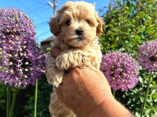 Dünya Tatlisi Malti̇poo Yavrulari görsel