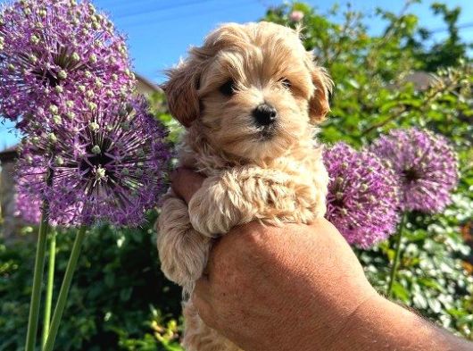 Dünya Tatlisi Malti̇poo Yavrulari görsel
