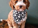 Malti̇poo Ci̇nsi̇ Yavrular Ev Üreti̇mi̇