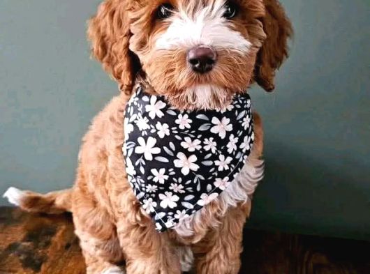 Malti̇poo Ci̇nsi̇ Yavrular Ev Üreti̇mi̇ görsel