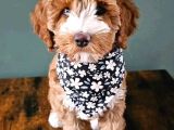 Malti̇poo Ci̇nsi̇ Yavrular Ev Üreti̇mi̇