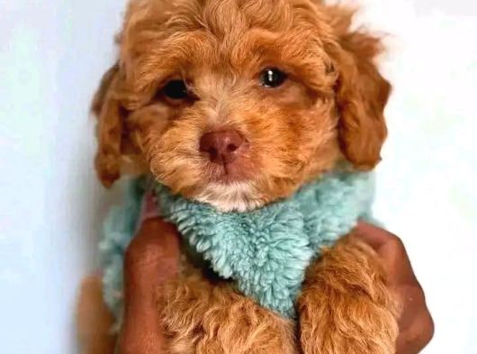 Malti̇poo Ci̇nsi̇ Yavrular Ev Üreti̇mi̇ görsel