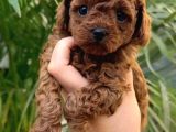 Toy Poodle Sevi̇mli̇ Yavrular Ev Üreti̇mi̇