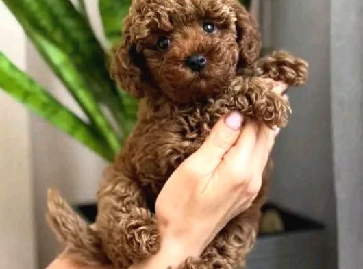 Toy Poodle Sevi̇mli̇ Yavrular Ev Üreti̇mi̇ görsel