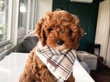 Toy Poodle Sevi̇mli̇ Yavrular Ev Üreti̇mi̇