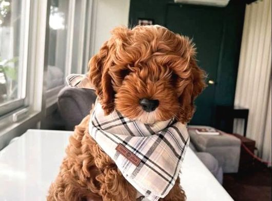Toy Poodle Sevi̇mli̇ Yavrular Ev Üreti̇mi̇ görsel