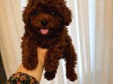 TOY POODLE SEVİMLİ YAVRULAR EV ÜRETİMİ