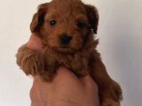 TOY POODLE SEVİMLİ YAVRULAR EV ÜRETİMİ