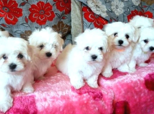 KAR BEYAZ MALTESE TERRİER CİNSLERİ