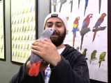 Kapali Bi̇lezi̇kli̇ Evci̇l Yavru Jako Papağani