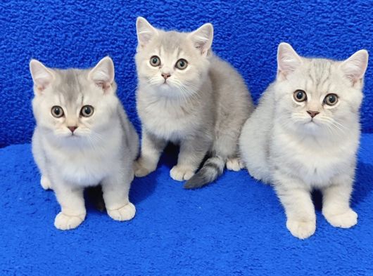 Bri̇ti̇sh Yavrular Yeni̇ Yuvasini Ariyor görsel