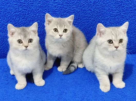 Bri̇ti̇sh Yavrular Yeni̇ Yuvasini Ariyor görsel