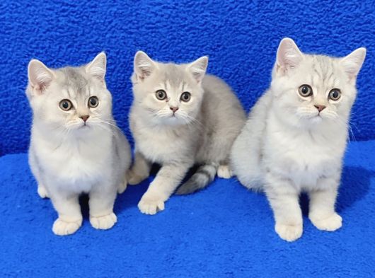 BRİTİSH YAVRULAR YENİ YUVASINI ARIYOR