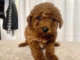 Mi̇ni̇ Boy Red Brown Toy Poodle Kizimiz