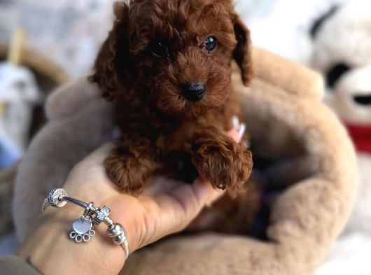 Tatliş Toy Poodle Yavrulari