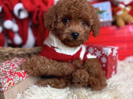 Sağlik Irk Garanti̇li̇ Toy Poodle Bebekler görsel