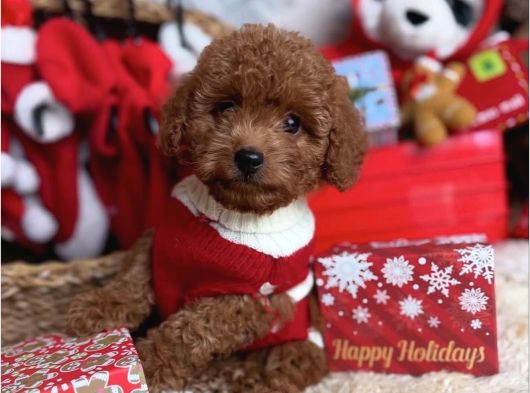 Sağlik Irk Garanti̇li̇ Toy Poodle Bebekler görsel