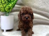TOY POODLE YAVRUMUZ LUOİS