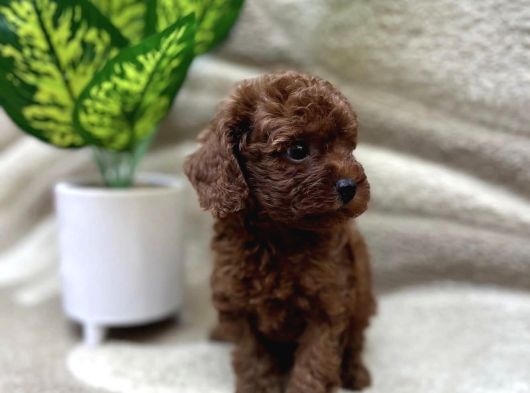 Toy Poodle Yavrumuz Luoi̇s görsel