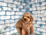 Toypoddle