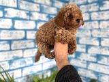 Toypoddle