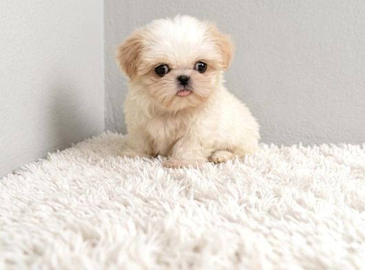 Kusursuz Kore Maltipoo Bebek Yüz Üst Segment görsel