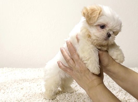 Kusursuz Kore Maltipoo Bebek Yüz Üst Segment
